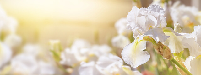 Closeup of white iris flowers on natural background on a sunny day, banner. Soft selective focus. Background with space for text