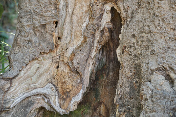 Tronco de árbol con un hueco en medio donde se esconden los duendes