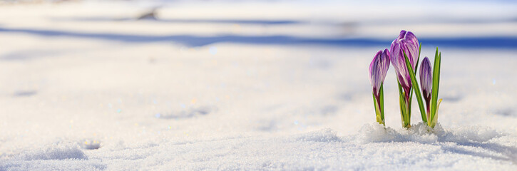 Crocuses - blooming purple flowers making their way from under the snow in early spring, closeup with space for text, banner