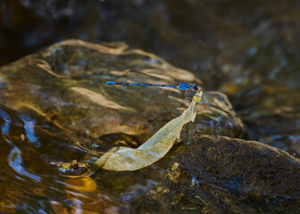 Libélula posada en una pequeña hoja en medio del río