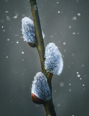 Flowering catkin on willow or brittle willow in the spring forest, banner. Selective focus closeup