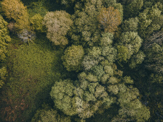 Naklejka na ściany i meble forest trees in drone views