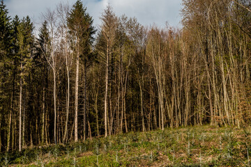 Wiederaufforstung im Mischwald