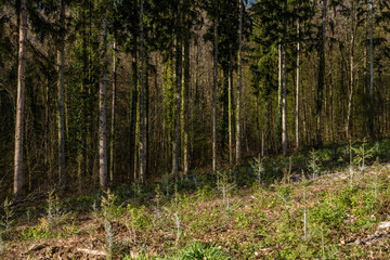 Wiederaufforstung im Mischwald