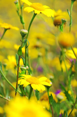 yellow wild flowers, Alentejo field, Portugal