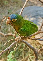 Loro verde pequeño entre ramas haciendo pose de elegancia
