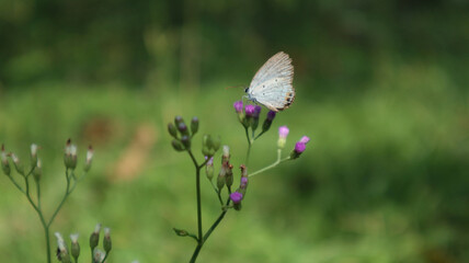Close up of branch full with tiny purple flowers,a small butterfly feeding from flower