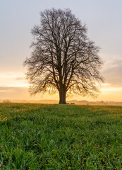Obraz premium Baum im Sonnenuntergang