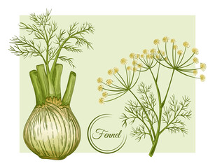 Fresh fennel bulb and stem. Spice herb root.  Flowering botanical plant. Stalk with seeds and leaves. Foeniculum vulgare. Herbal condiment. Organic healthy food. Vegetable ingredient. Vector drawing - obrazy, fototapety, plakaty