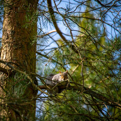 squirell in the tree