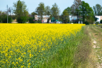 Dirt road between green fields in spring