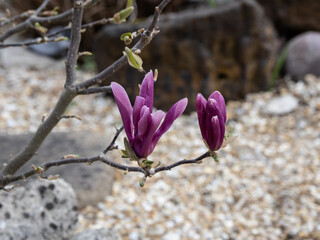 Magnolia Delight In The Sunshine