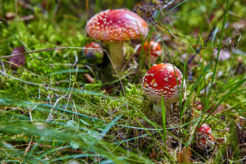 Red amanita muscaria under a tree on a lawn