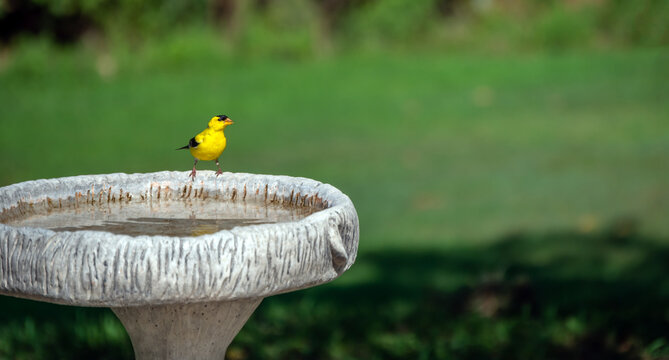 This tiny little American goldfinch rests briefly on the rim of the cement bird bath in a Missouri backyard. A nice green bokeh background is a nice contrast to the bright yellow bird.
