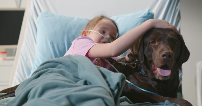 Portrait of smiling little girl stroking brown labrador lying in hospital bed