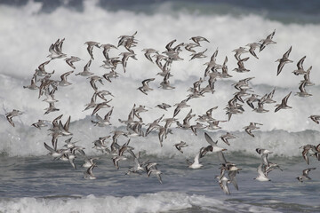 Sandelings flock in flight