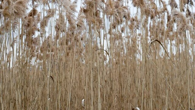 River reeds, tall yellow spikelets swaying in the wind. Nature background.