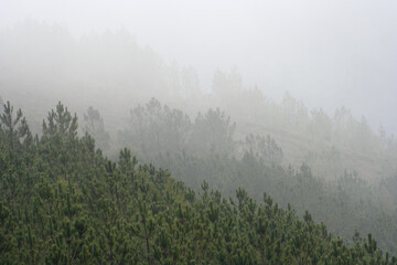 Mountain foggy pinewoods