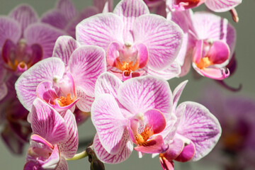 Fototapeta na wymiar mini orquideas