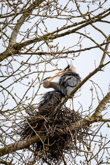 Pair of great blue herons in a courtship ritual in a nesting tree on a sunny afternoon
