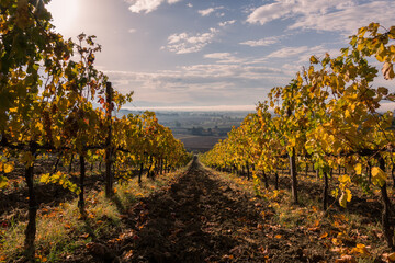 Fototapeta premium Beautiful first person view of a vineyard in autumn, coming down an hill