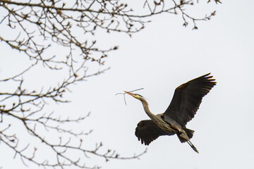 Great blue heron flying back to the nesting tree with a twig to add to the nest
