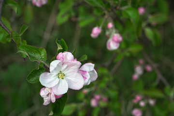 Fototapeta na wymiar Springtime - it's a beautiful flowering time in nature. Bright and colorful apple tree flower blossom in a branch of a fruit tree in the garden. Shallow deep of field. 