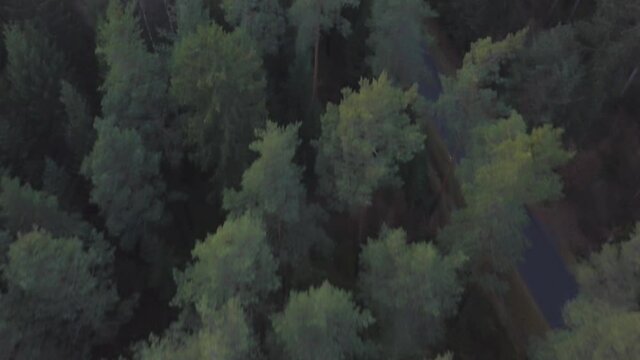 Car driving through a forest street in bavaria, topdown follower drone