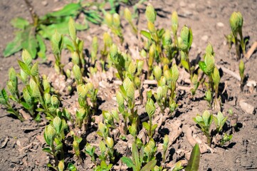 Hydrangea shrub. Young green fresh shoots.