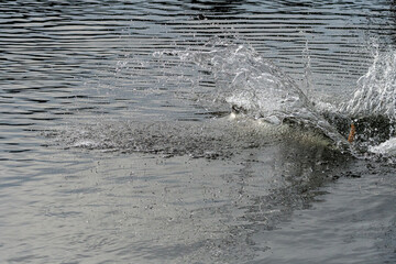 Only the tail is visible after a dog leaps off the bank into the Sammamish river after a toy
