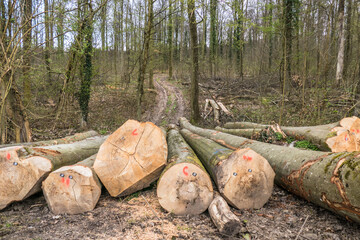 Frisch gefällte und markierte Baumstämme abfuhrbereit am Waldrand