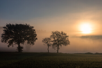 Fototapeta na wymiar Sunrise through the mist with trees silhouttes
