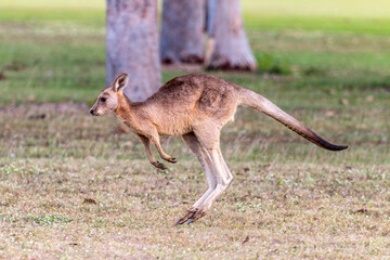 Kangaroo at Mareeba Golf Club in Cairns Australia 