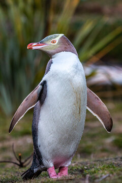 Yellow Eyed Penguin In Dunedin New Zealand 