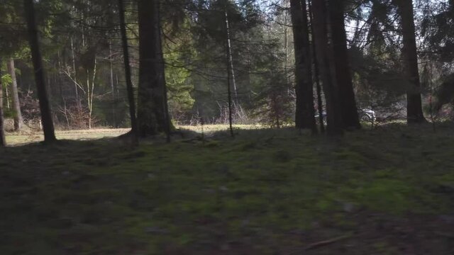Sportscar driving through the forest followed by parallax shot through the woods