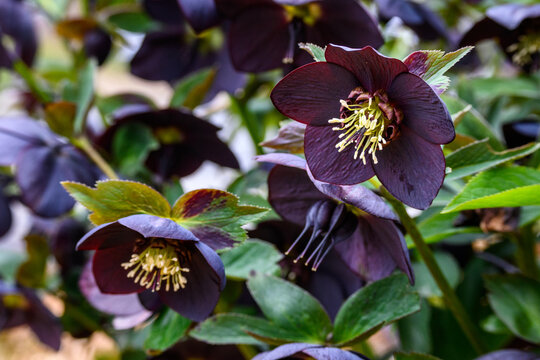 Closeup of deep burgundy blooming flower of hellebore, sunny day in a spring garden
