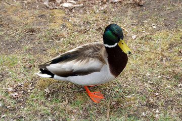 duck on the grass