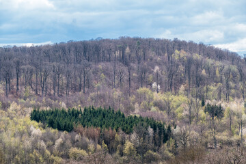 Wiederaufforstung im Mischwald