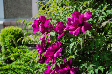 Peony Bush (Paeonia suffruticosa)