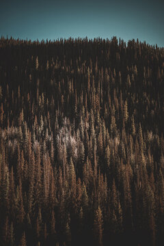 Pine Trees on Mountain © Ashley Poole
