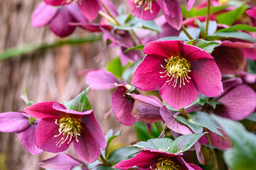 Closeup of a happy deep pink blooming flower of a hellebore plant in a spring garden
