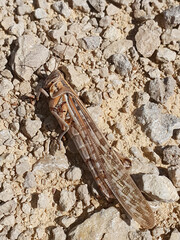 desert locust, Schistocerca gregaria - food insects

