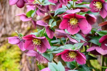Fototapeta premium Closeup of a happy deep pink blooming flower of a hellebore plant in a spring garden 