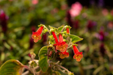 red and yellow flowers