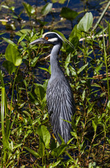 Yellow-crowned Night-Heron up close full back