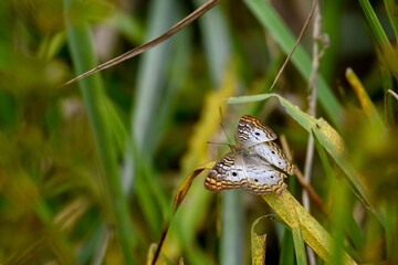 Butterfly Florida inhabitants