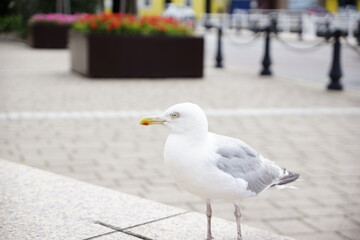 Möwe in der Innenstadt