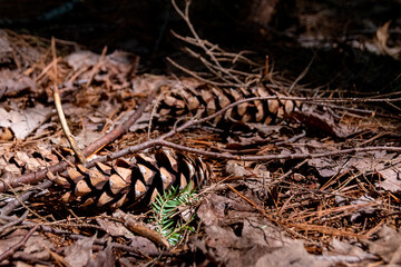 A pair of pine cones rests on the ground amongst some twigs and leaves in the forest in Hardy Lake Provincial Park near Gravenhurst in the Muskoka region of Ontario.