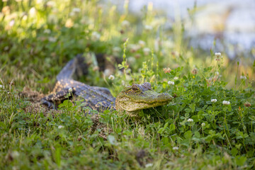 Baby alligator out of water up close with background 