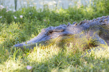 alligator head up close out of water 